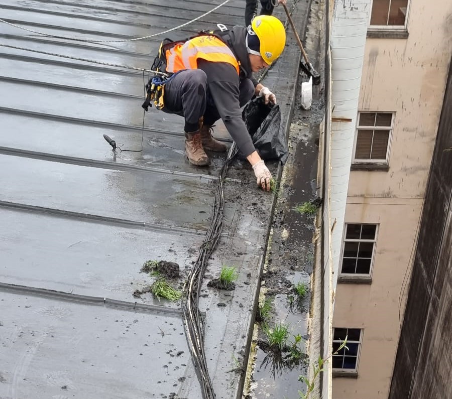 Roof Moss Treatment